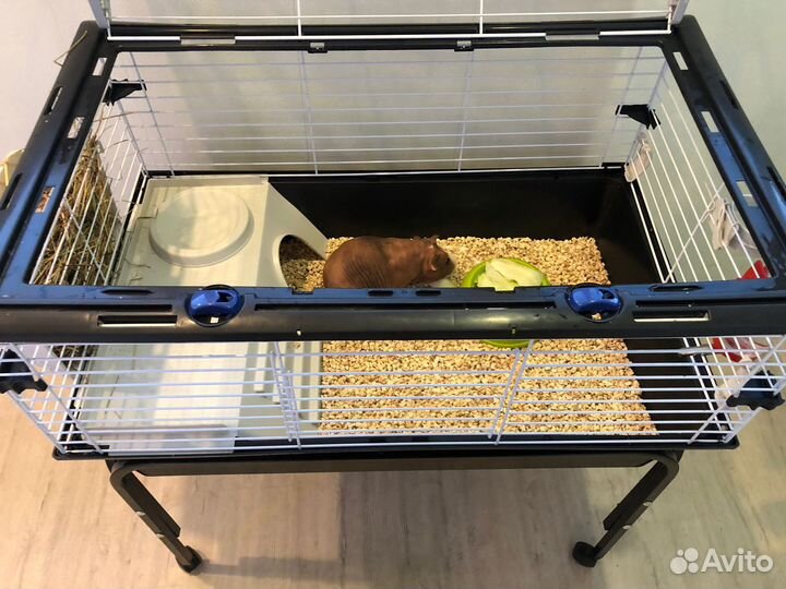 Морская свинка скинни с клеткой