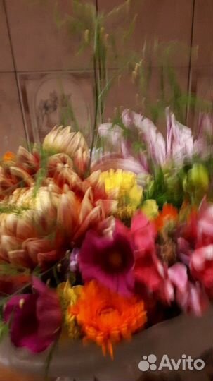 Георгины макс, розы, гладиолусы свои