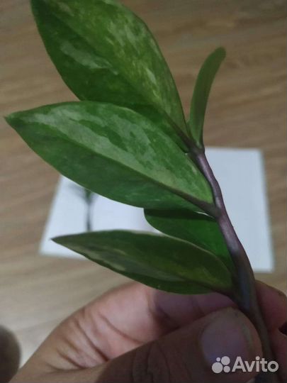 Замиокулькас замифолия вариегатний