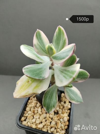 Крассула Триколор