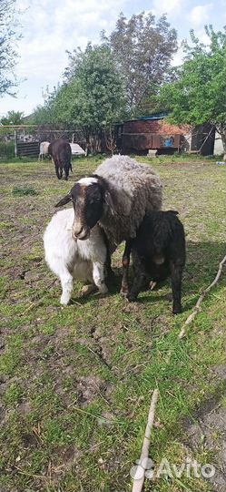 Овцы бараны ягнята