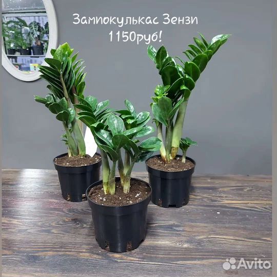 Замиокулькас Зензи