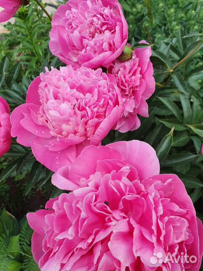 Букет цветов пионы