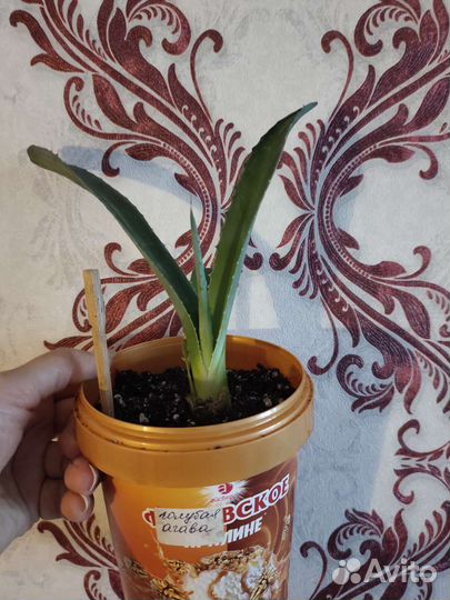 Агава голубая