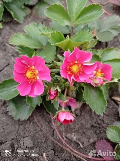 Продам излишки растений из своего сада