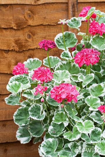 Пеларгония герань