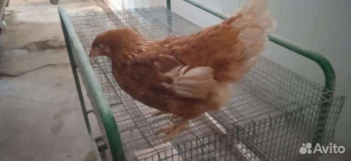 Куры молодки опт и розница