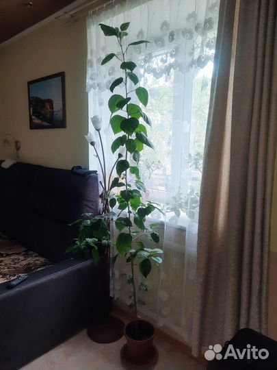 Гибискус 2м70см