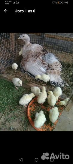 Куры, Амераукана, Синь Синь Дянь