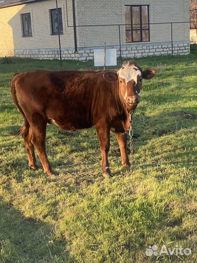 Корова, телки, телята, бараны