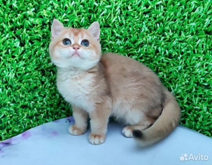 Британка ny12