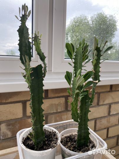 Молочай треугольный, кактус