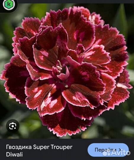 Гвоздика вегетативная