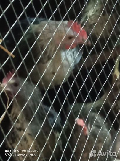 Полугодовалые петушки от породистых кур