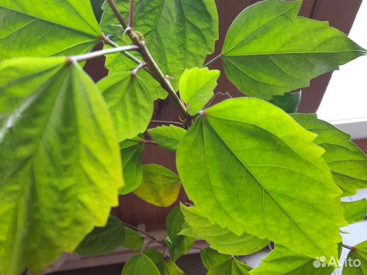 Гибискус китайская роза