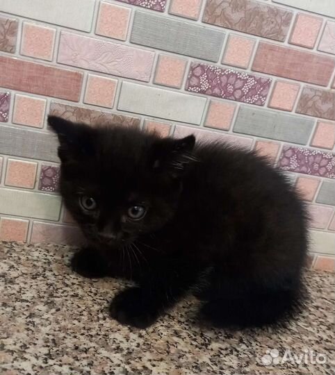 Котята от бенгальской кошки