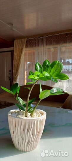 Замиокулькас