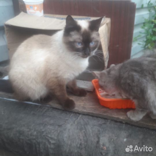 Кот сиамский