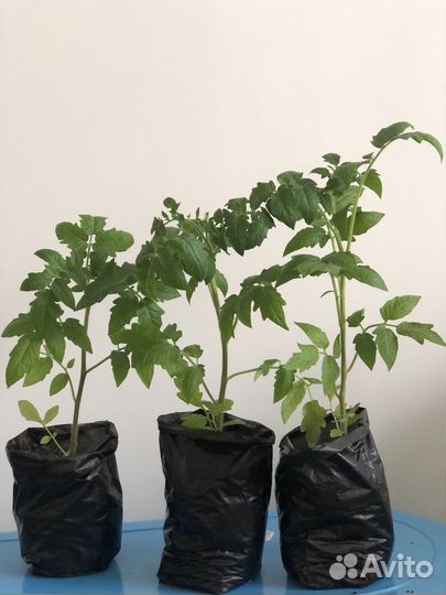 Рассада огурцов