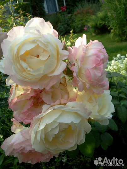 Роза флорибунда Андре Брише/Инка Марина