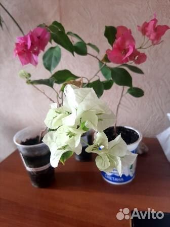 Бугенвиллея