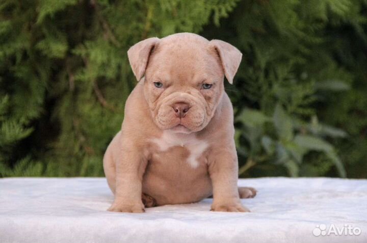 Американский булли