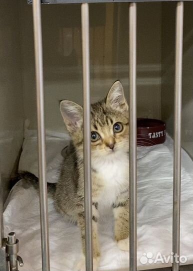 Котенок мальчик в самые добрые руки