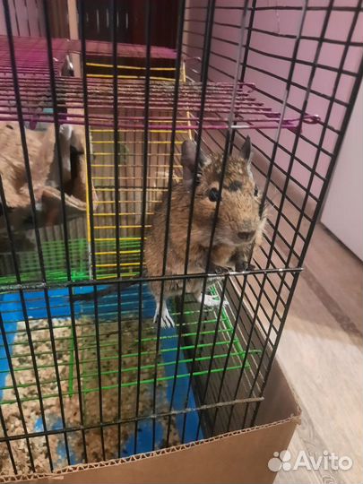 Белка дегу с клеткой