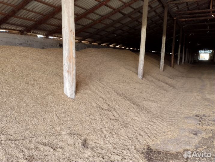 Авес, пшеница, ячмень