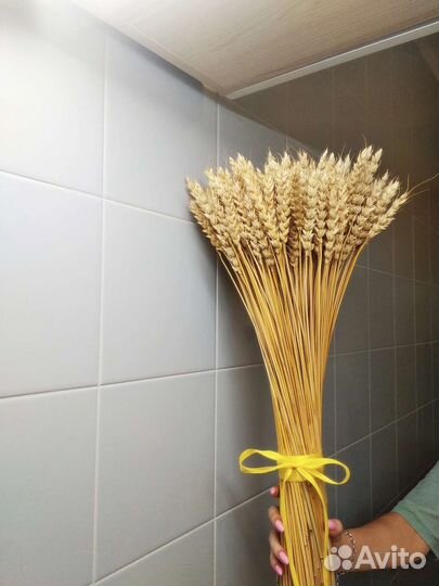 Колосья пшеницы сухоцветы