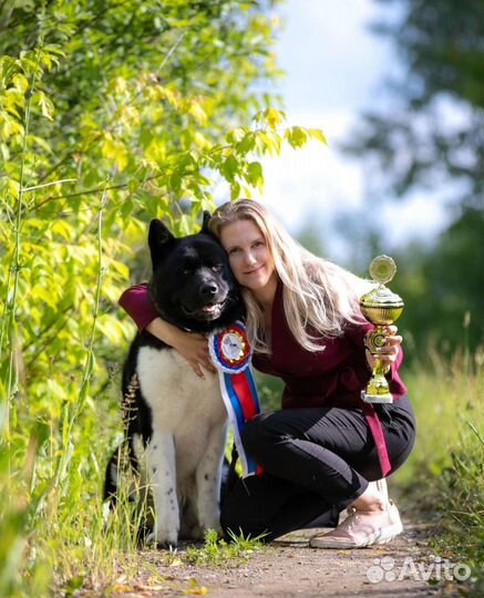 Хендлер. Подготовка собак к выставкам. Хендлинг