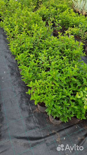 Гортензии,пионы,многолетние цветы,кустарники