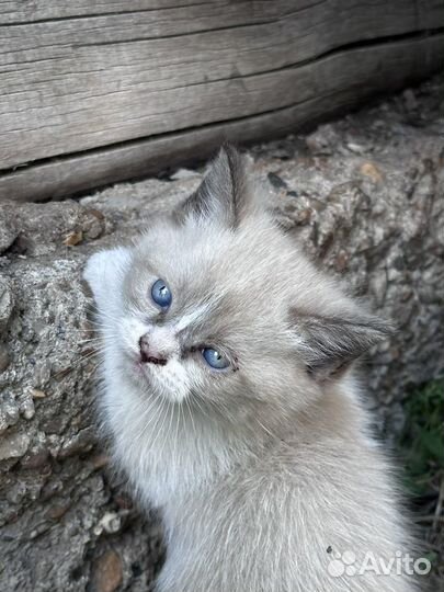 Котята в добрые руки бесплатно