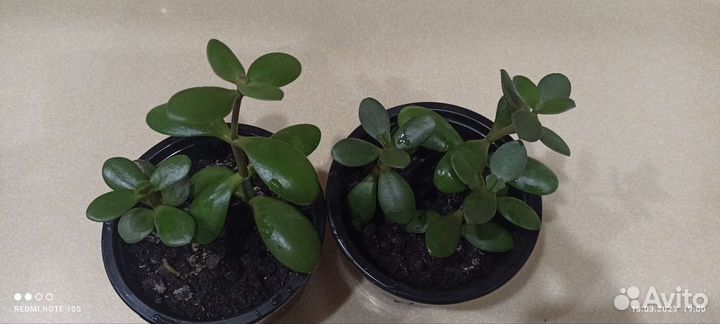 Крассула (Толстянка или Денежное дерево)