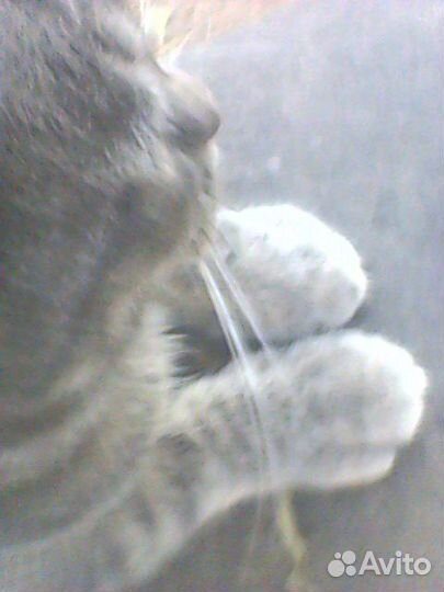 Отдам Котика в добрые руки