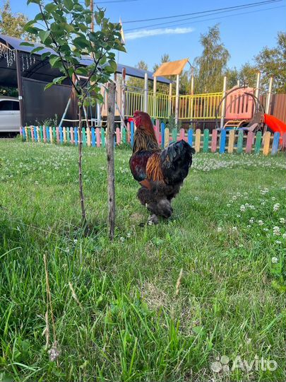 Петух брама Куропатчатый молодой