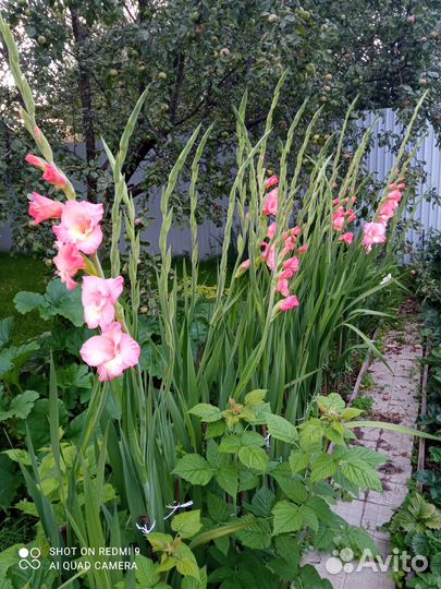 Гладиолусы