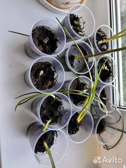 Комнатные цветы зефирантес (выскочка)