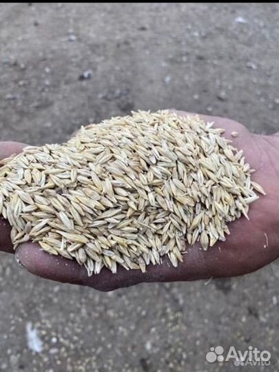 Ячмень в мешках