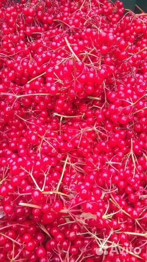 Шиповник урожай 2024