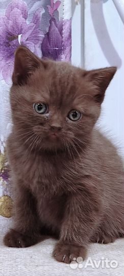 Шотландская