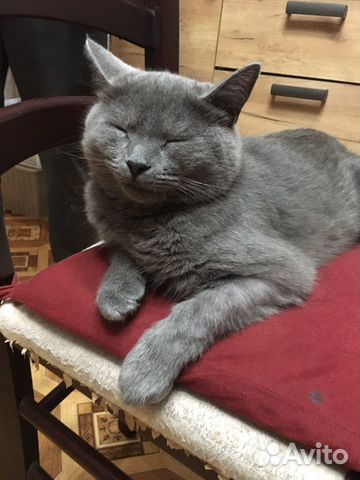 Русская голубая молодая кошка объявление продам