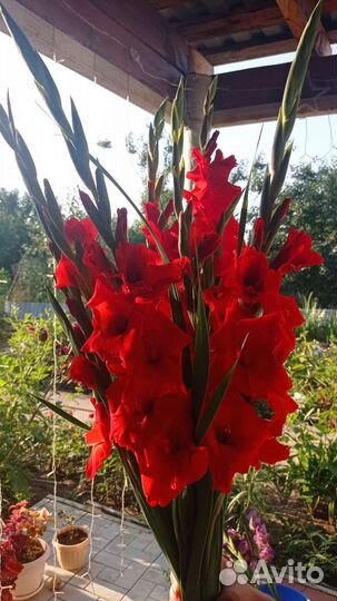 Гладиолусы букет