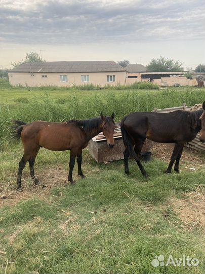 Лошади жеребчики