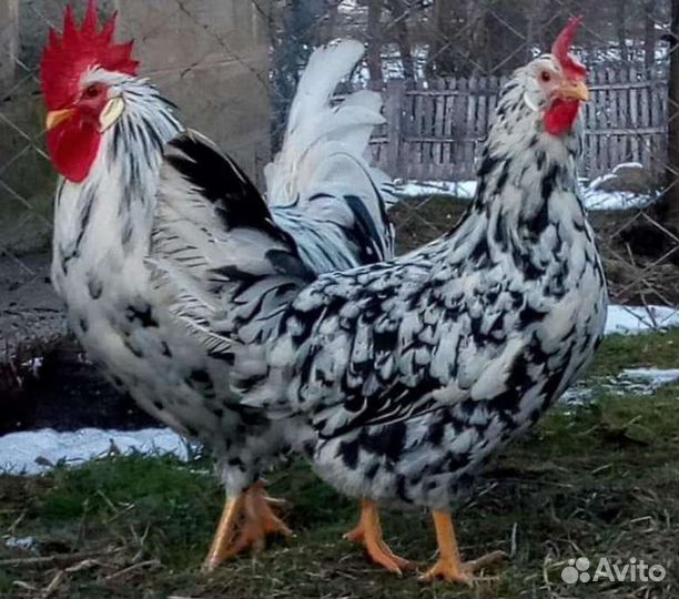 Яйцо форверк леггорн маран