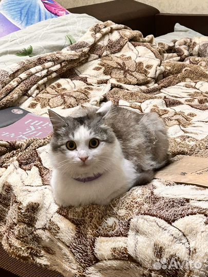 Кошка на вязку