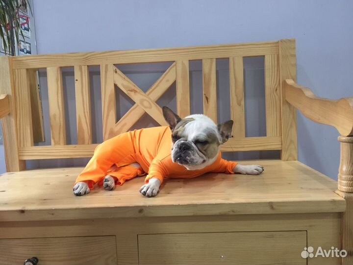 Одежда для собак