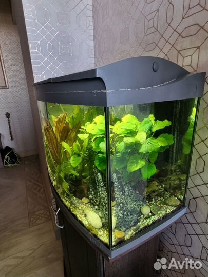 Аквариум tetra панорамный 120л