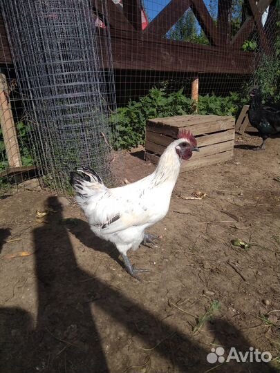 Молодые петушки