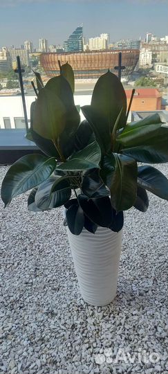 Фикус Робуста 140 см